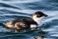 Little auk (Alle alle) Royalty Free Stock Photo