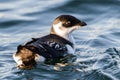 Little auk (Alle alle) Royalty Free Stock Photo