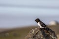 Little auk, Alle alle, sitting on a rock in Spitsbergen, Svalbard, Norway Royalty Free Stock Photo