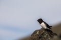 Little auk, Alle alle, sitting on a rock in Spitsbergen, Svalbard, Norway