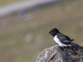 Little auk, Alle alle, sitting on a rock in Spitsbergen, Svalbard, Norway