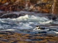 Little auk, black and white bird lying in the waves in sea near the coast