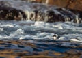 Little auk, black and white bird lying in the waves in sea near the coast