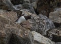 Little Auk departing the colony at Fuglesongen, NW Spitsbergen