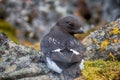 Little auk (dovekey, Alle alle)