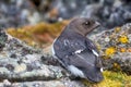 Little auk (dovekey, Alle alle)