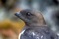 Little auk (dovekey, Alle alle)