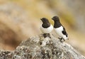 Little Auk, Kleine Alk, Alle alle