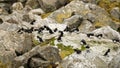 Little Auk, Kleine Alk, Alle alle