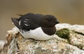 Little Auk, Kleine Alk, Alle alle