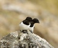 Little Auk, Kleine Alk, Alle alle