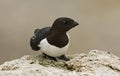 Little Auk, Kleine Alk, Alle alle Royalty Free Stock Photo