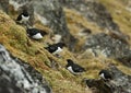 Little Auk, Kleine Alk, Alle alle