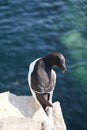 Little Auk