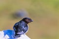 Little auk on a sunny rock looking to the side