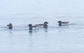 Little Auks in the Arctic Sea Royalty Free Stock Photo