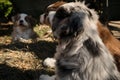 Little Australian Shepherd puppies have fun outside in countryside. Shepherd kennel. Three littermates aussie red tricolor and