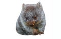 Little australian wombat