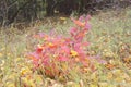 Little Autumn Bush with Red Leaves in Wild entirely