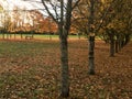 Little autumn October colorful foliage trees in park