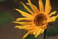 Yellow sunflower with long petals