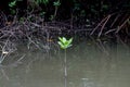 Little Avicennia marina tree in Mangrove forest. Royalty Free Stock Photo