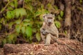 Little baboon  Papio ursinus looking for food, Murchison Falls National Park, Uganda. Royalty Free Stock Photo