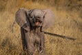 Little baby African elephant pointing its trunk towards you. dry grass in the background.