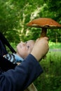 Little baby and big mushroom. Father and cute son picking mushrooms in autumn forest. Royalty Free Stock Photo