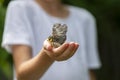 Little baby bird learning to spread her wings in a safe shelter of a childs hand