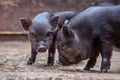 Little baby Black Pig in sty at farm