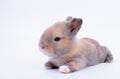Little baby brown bunny rabbit with short ear lie down on white floor and background Royalty Free Stock Photo