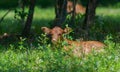 Little baby brown cow sleeping in tall green grass Royalty Free Stock Photo