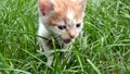 Little baby cat Royalty Free Stock Photo