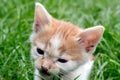 Little baby cat Royalty Free Stock Photo