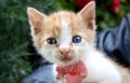 Little baby cat Royalty Free Stock Photo