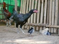 Little baby chicks being protected and taken care by their staying-close mother in a chicken coop Royalty Free Stock Photo