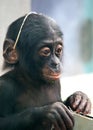 Little baby chimpanzee monkey sits with sad expression looking at camera. Royalty Free Stock Photo