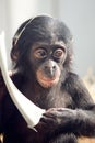 Little baby chimpanzee monkey sits with sad expression looking at camera. Royalty Free Stock Photo