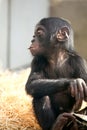 Little baby chimpanzee monkey sits with sad expression looking at camera. Royalty Free Stock Photo