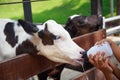 Little baby cow feeding from milk bottle Royalty Free Stock Photo