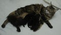 little baby cute kitten breastfeed mom cat