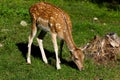 Little baby deer eating grass in a field Royalty Free Stock Photo