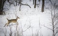 Little baby deer running across the snow in the winter time.