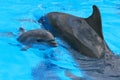 Little baby dolphin with her mother