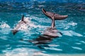 Little baby dolphin next to mom\'s tail