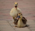 Closeup of baby duck quacking