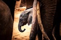 Little baby elephant in Africa. Kenya's savannah and steppe with the elephants in Tsavo National Park Royalty Free Stock Photo