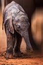 Little baby elephant in Africa. Kenya's savannah and steppe with the elephants in Tsavo National Park Royalty Free Stock Photo