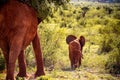Little baby elephant in Africa. Kenya's savannah and steppe with the elephants in Tsavo National Park Royalty Free Stock Photo